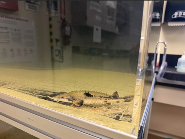 The sturgeon's tank in Mary Brisbois's room. Brisbois teaches Environmental Sciences and the sturgeon supports their learning environment.