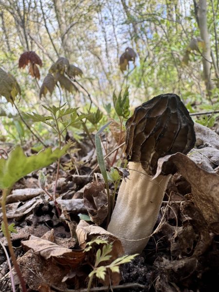 Morels Pop Up Across Northern Michigan